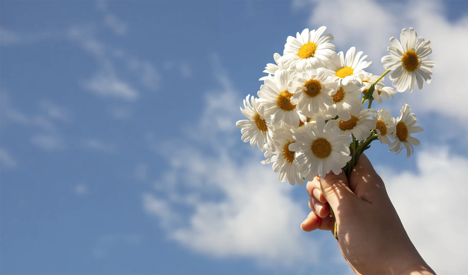 Mão oferecendo flores ao céu azul - Estação Primavera